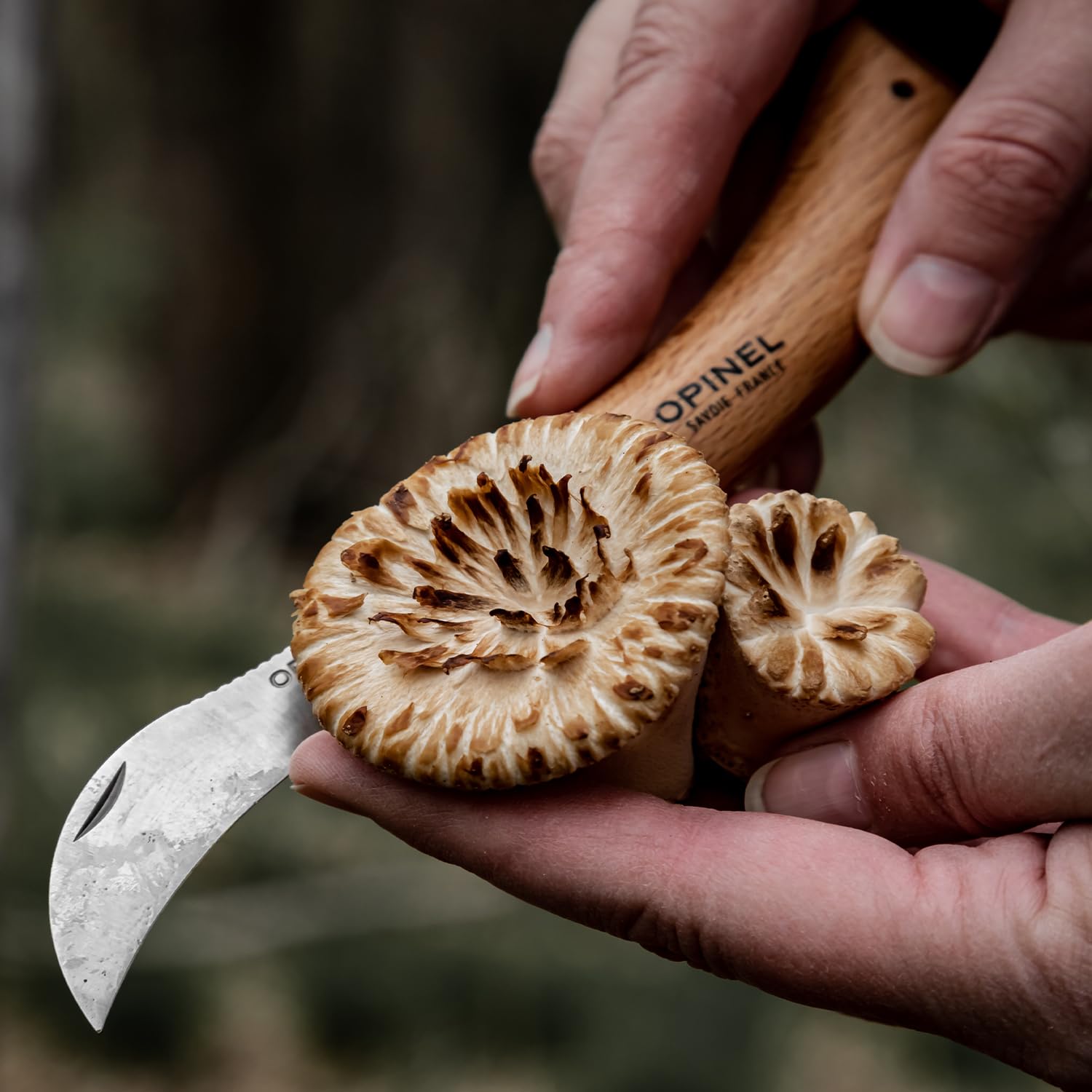 opinel-no-08-mushroom-knife-curved-sandvik-stainless-blade-beechwood-handle-with image 8