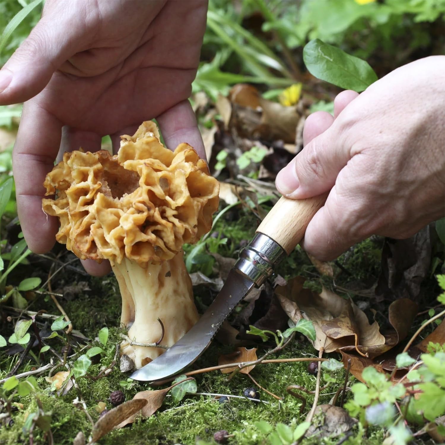 opinel-no-08-mushroom-knife-curved-sandvik-stainless-blade-beechwood-handle-with image 4