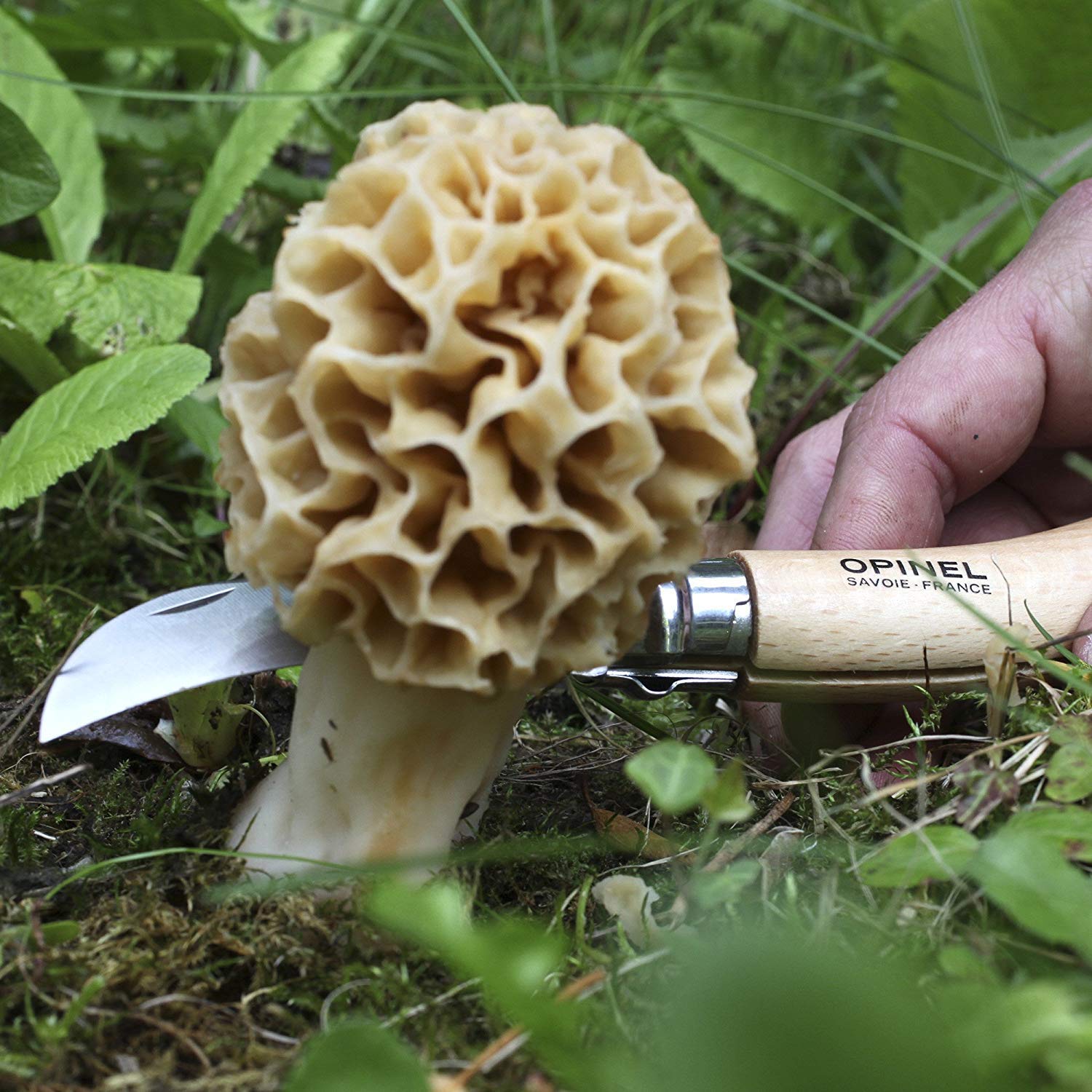 opinel-no-8-mushroom-folding-knife-gift-box-with-foraging-belt-sheath-and-boar-b image 7