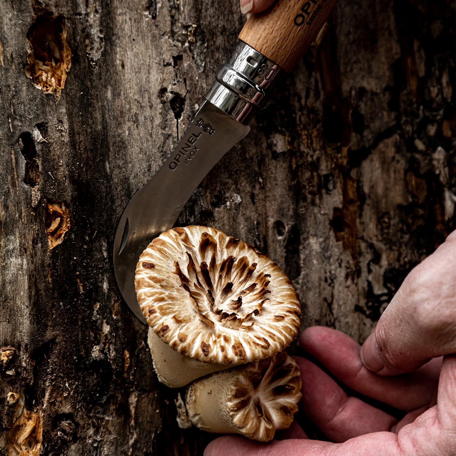 opinel-no-8-mushroom-folding-knife-gift-box-with-foraging-belt-sheath-and-boar-b image 3