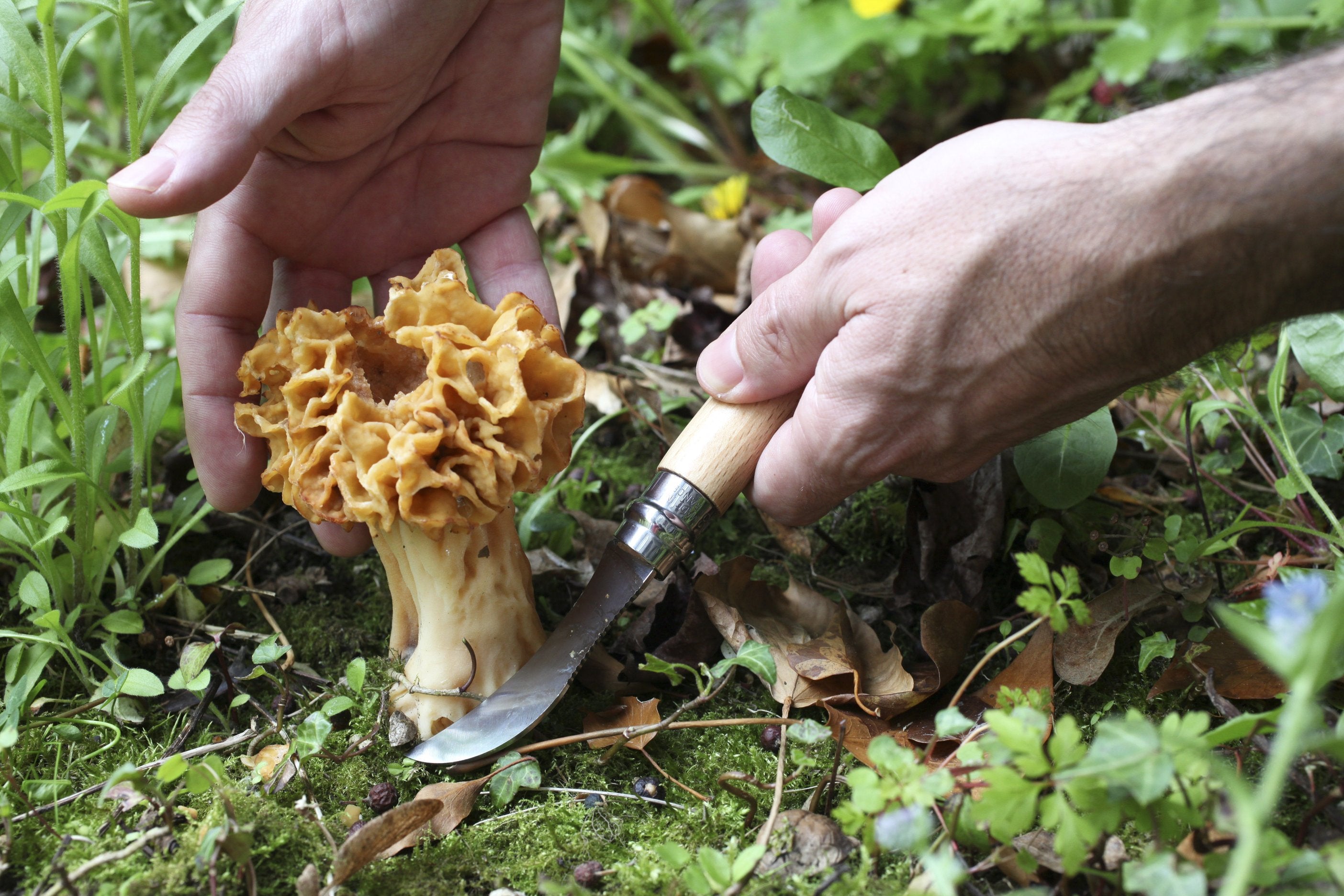 opinel-no-08-mushroom-knife-kit-curved-blade-serrated-scraper-boar-s-hair-brush- image 5