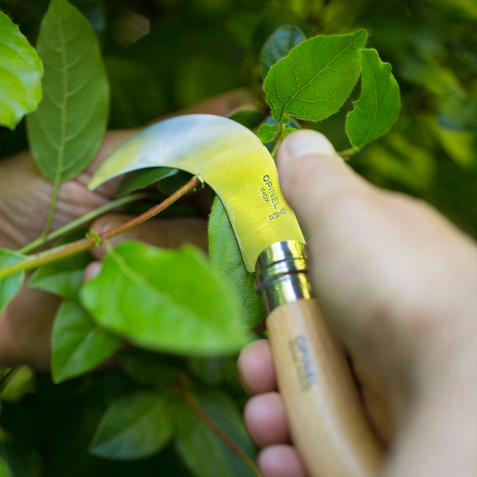 opinel-no-10-billhook-folding-knife-curved-double-bevel-blade-for-pruning-grape- image 3